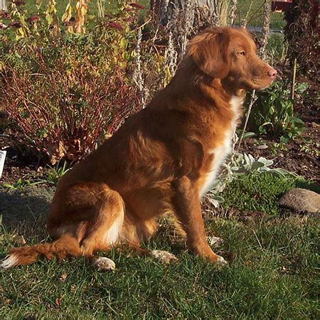 We did not find results for: Nova Scotia Duck Tolling Retriever Breed Guide - Learn ...