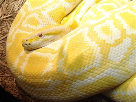 What Is Python Powerful Intuitive Programming Infoworld