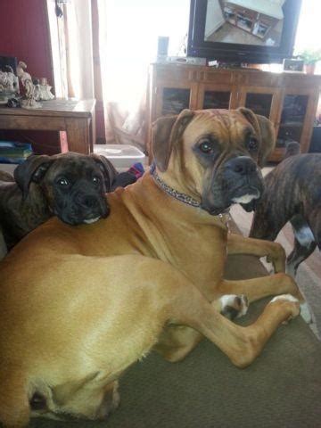 We believe in helping you find the product that is right for you. Boxer puppies for Sale in Virginia Beach, Virginia ...