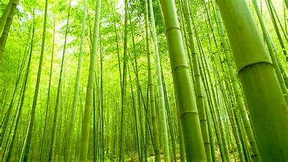 Bamboo Desktop Wallpapers Forest Pixelstalk