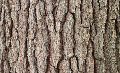 Where to buy Pine Bark Extract manufacturer &suppliers