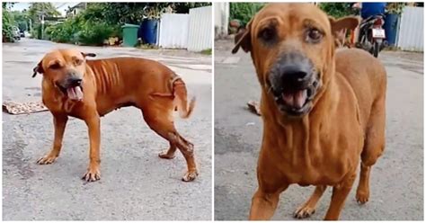 Brilliant Street Dog Fakes Leg Injury To Get Attention And Treats From