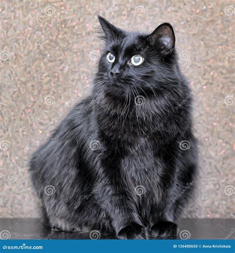 Thick Fluffy Black Cat Stock Photo Image Of Curious 126400650
