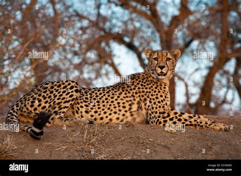 A Cheetah Resting At Sunset Stock Photo Alamy