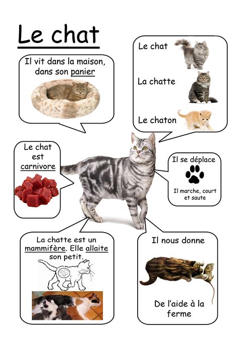 Chat Animaux De La Ferme French Education French Classroom