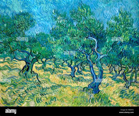 Olive Grove By Vincent Van Gogh 1889 Kroller Muller Museum Hoge