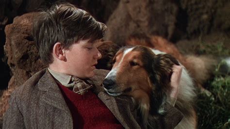 Lassie Come Home 1943 Soap2dayto