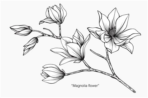 Ilustración De Dibujo De Flor De Magnolia Vector Premium