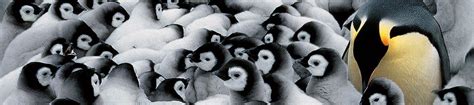 Emperor Penguins Skilled Survivors National Geographic Kids