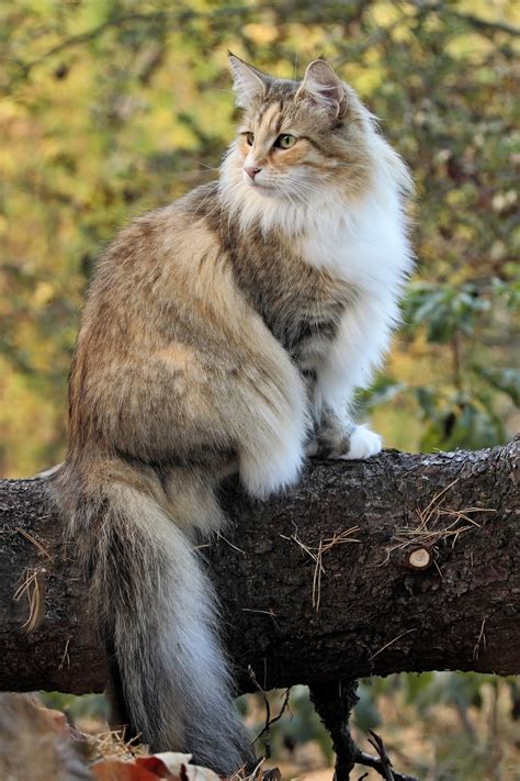 The Cuddlywumps Cat Chronicles Norwegian Forest Cat The