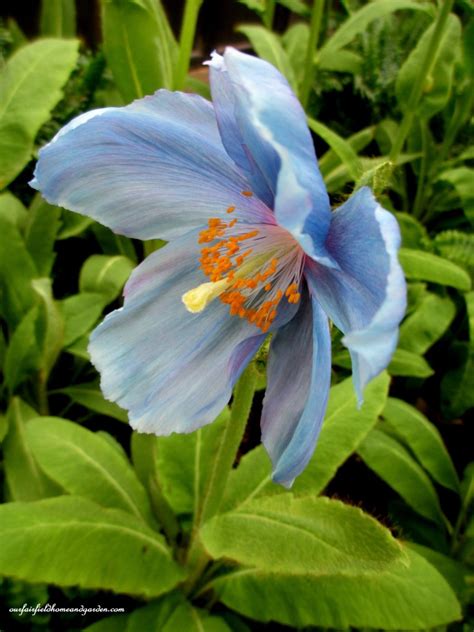 Himalayan Blue Poppies ~ A Gardener’s Dream! – Our Fairfield Home & Garden