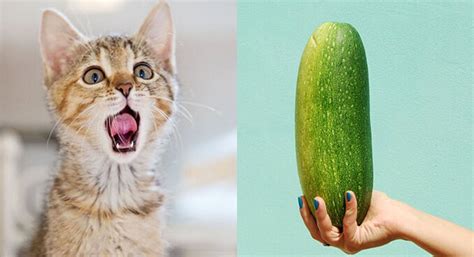 Why Are Cats Afraid Of Cucumbers Heres The Science