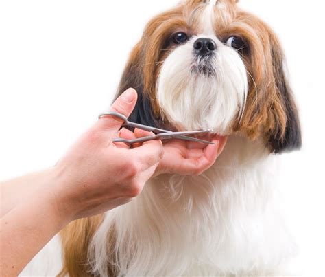 Dog Grooming Making Your Dog Cool And Beautiful
