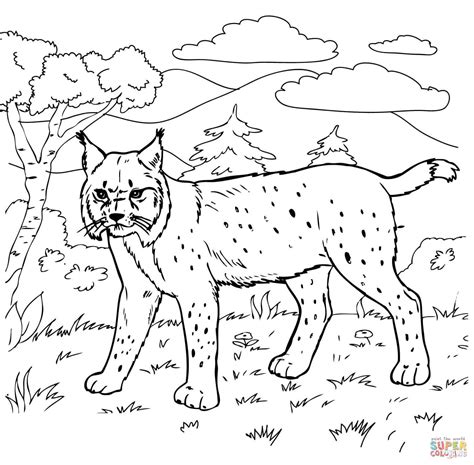 Bobcat Coloring Pages - Kidsuki