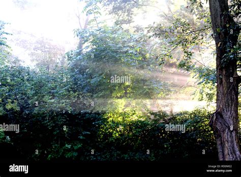 Beams Of Sunlight Coming Through Trees In Woodland Stock Photo Alamy