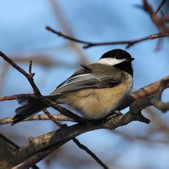 Common backyard birds in illinois. Backyard Birds in Northern Illinois Flashcards | Quizlet