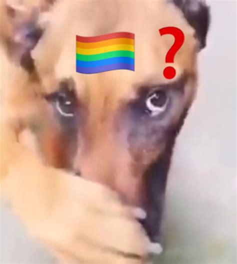 The Memes Archive On Twitter 🏳️‍🌈 Dogs