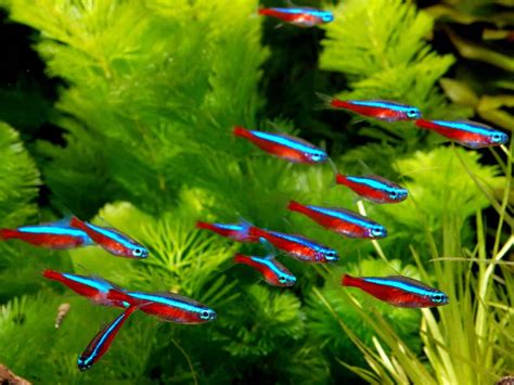 Cardinal Tetra Paracheirodon Axelrodi Ultimate Care Guide Fish