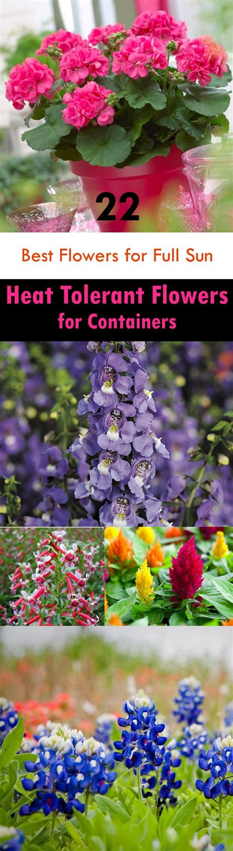 22 Best Flowers For Full Sun Heat Tolerant Flowers For Containers