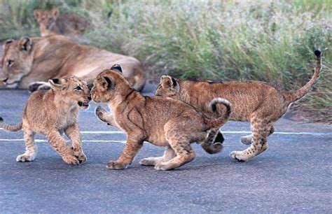 Lion Cubs Block Traffic In Kruger National Park Daily Mail Online