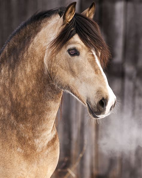 Check out our buckskin mustang selection for the very best in unique or custom, handmade pieces from our shops. Midas - welsh cob stallion | PepitoCalu | Flickr