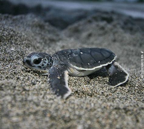 Because Baby Sea Turtles Are Cute