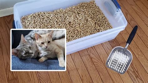 Diy Sifting Cat Litter Box Using Low Cost Pine Pellets