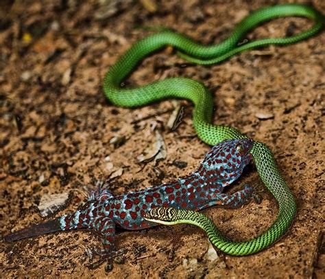 Tokay Gecko Attacking A Snake Snake Gecko Reptiles And Amphibians