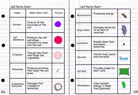 Use a real picture of an animal cell with a large size and detailed with each part with a colorful pen or marker. Finley Period 8: December 2010