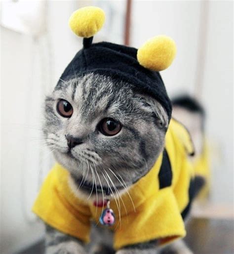 Bumble bee cat | Costumes | Pinterest