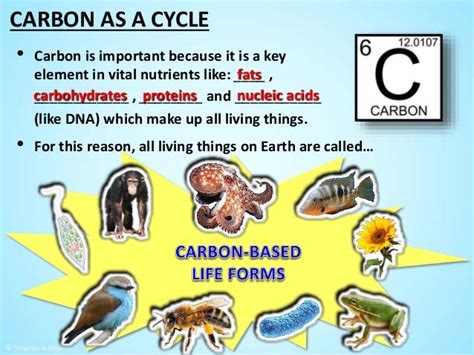 The Carbon Cycle By Tangstar Science