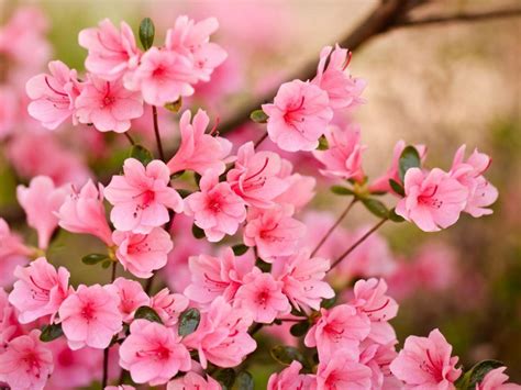 We have a massive amount of hd images that will make your computer or smartphone look absolutely fresh. Pink Flowers Wallpapers - Wallpaper Cave