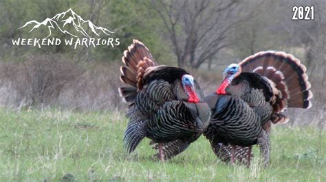 Turkey Hunting Four Strutting Gobblers With Multiple Beards Turkey