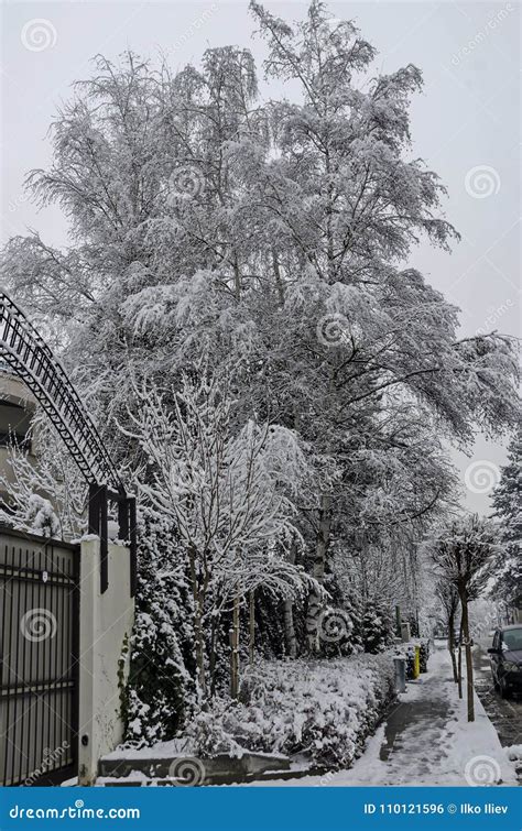 Snowy Trees In Winter Late Afternoon Bankia Sofia Stock Photo Image