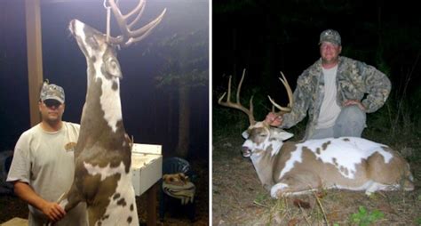 Was This Piebald Deer Really Sold To Cabela S For 13 000 Wide Open Spaces