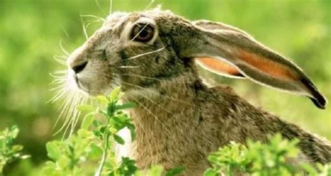 Rabbit Vs Hare The Difference Between Rabbits And Hares Knowledgenuts