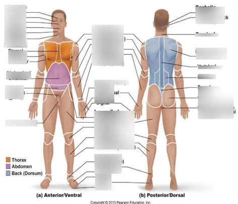 Regions Of The Body Labeling Diagram Quizlet