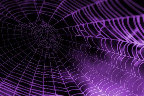 Spider Aesthetic Wallpapers Top Free Spider Aesthetic Backgrounds