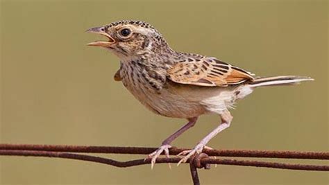 Branjangan salah satu burung favorit bagi pecintanya. 60+ Gambar Burung Cantik Berdasarkan Jenisnya » Server Gambar