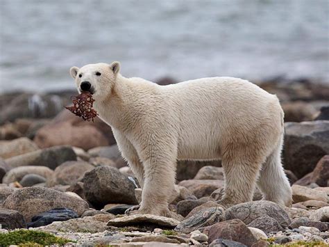 Polar Bear Killed After Attack On Arctic Cruise Ship Guard