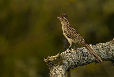 Striped cuckoo (tapera naevia), version 1.0. saci (Tapera naevia) | WikiAves - A Enciclopédia das Aves ...