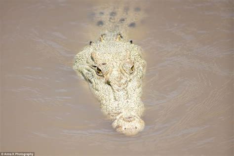 Pearl The Rare White Crocodile Makes Way Out Of Adelaide River