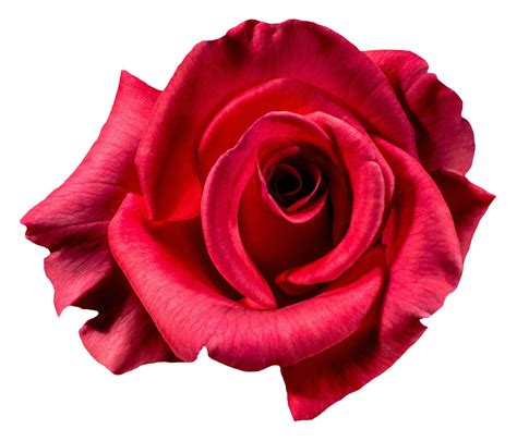 Download Red Rose Flower Top View Png Image For Free