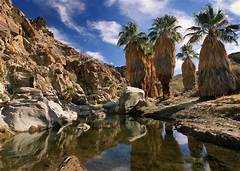 Top Notch Eateries On Indian Canyon Drive Satisfy Your Palm Springs Cravings