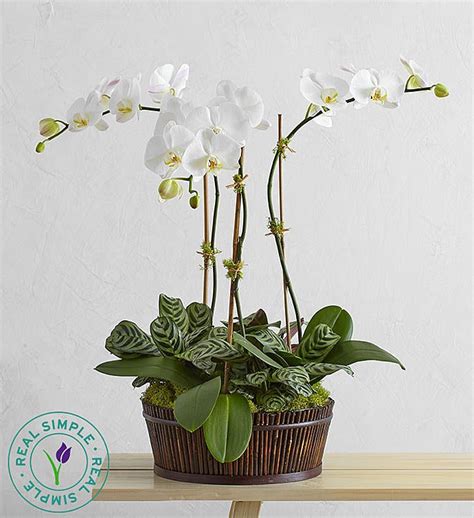 White Orchid Bamboo Garden By Real Simple