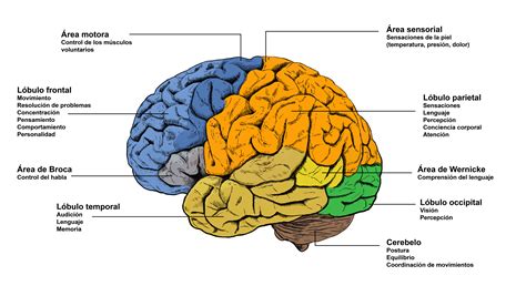 Áreas Del Cerebro Imagen Csic