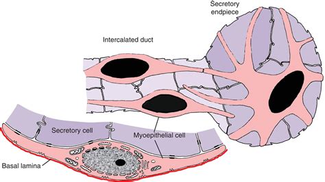 11 Salivary Glands Salivary Secretion And Saliva Pocket Dentistry