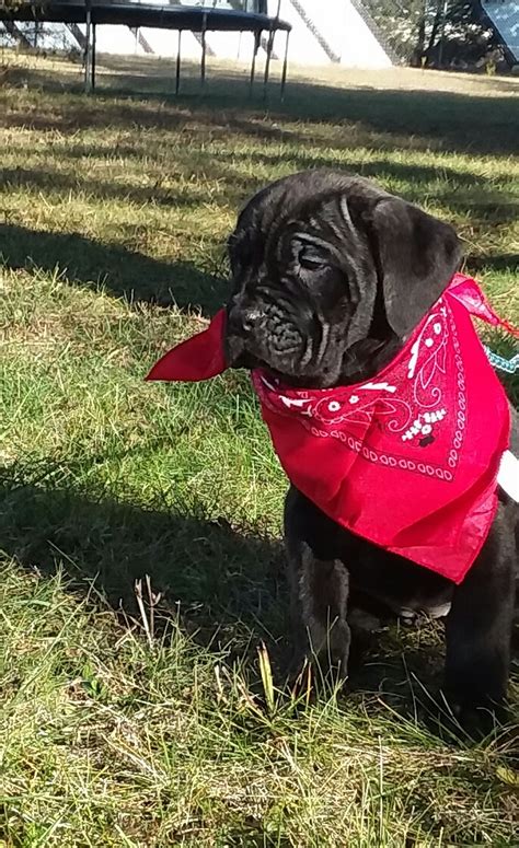 Cane Corso Puppies For Sale Dayton Oh 257834 Petzlover