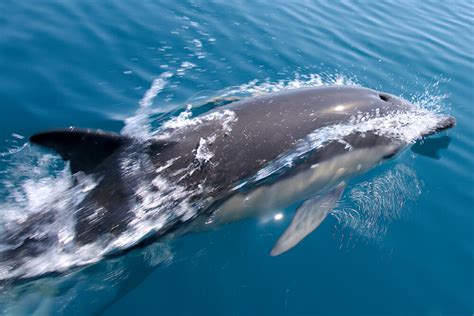 Dolphin Aquatic Animals Pictures