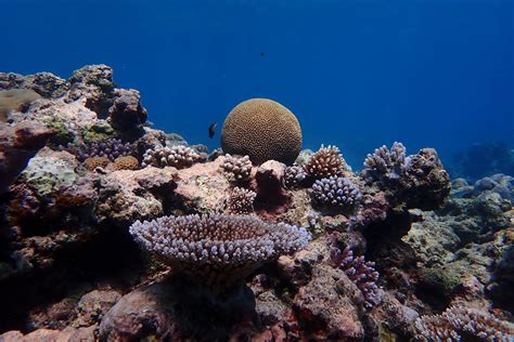 Beating The Heat Pacific Coral Reef Shows Unprecedented Increase In